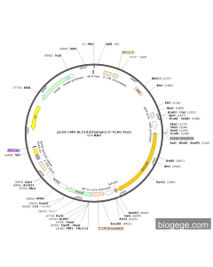 pLV3-CMV-SLC1A2(human)-3×FLAG-Puro