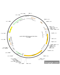 pLV3-CMV-Gdf15(mouse)-Fluc-Puro