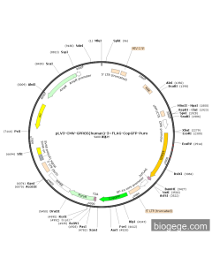 pLV3-CMV-GPR85(human)-3×FLAG-CopGFP-Puro