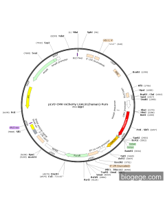 pLV3-CMV-mCherry-LGALS1(human)-Puro