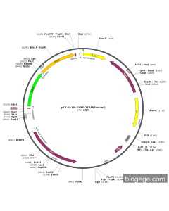 pT7-6×His-EGFP-TFAM(human)