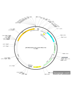 pMCM6(human)-Fluc-SV40-hRluc-Neo