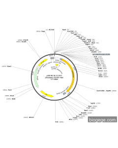 pSV40-SLC12A7(human)-5UTR-Fluc