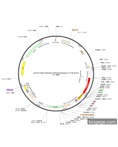 pLV3-CMV-mCherry-SPCS1(human)-3×HA-Puro