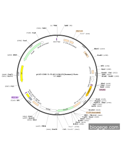 pLV3-CMV-3×FLAG-LGALS1(human)-Puro