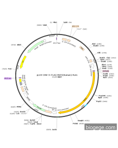 pLV3-CMV-3×FLAG-PKP2(human)-Puro