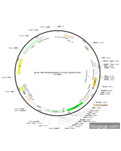 pLV3-CMV-RPA3(human)-3×FLAG-CopGFP-Puro