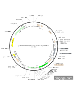 pLV3-CMV-FOCAD(human)-circRNA-CopGFP-Puro