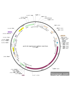 pLV3-U6-Oga(mouse)-sgRNA1-Cas9-Puro
