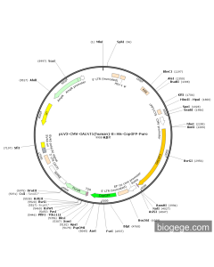 pLV3-CMV-GALNT1(human)-8×His-CopGFP-Puro
