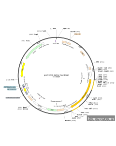 pLV3-CMV-HyPer-Red-Blast
