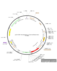 pLV3-CMV-TAC1(human)-3×FLAG-mCherry-Puro