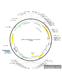 pCMV-Tpm2(mouse)-3×FLAG-Neo