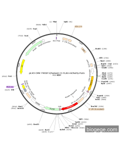 pLV3-CMV-TWIST1(human)-3×FLAG-mCherry-Puro