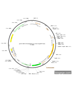 pLV3-CMV-OTX1(human)-3×FLAG-CopGFP-Puro