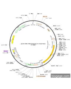 pLV3-CMV-YAP1(human)-3×FLAG-Puro