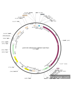 pLV3-U6-Ccl5(mouse)-sgRNA3-Cas9-Puro