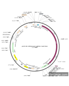 pLV3-U6-Ccl5(mouse)-sgRNA1-Cas9-Puro