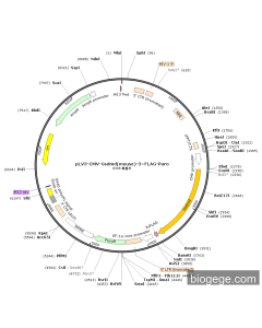 pLV3-CMV-Gsdmd(mouse)-3×FLAG-Puro
