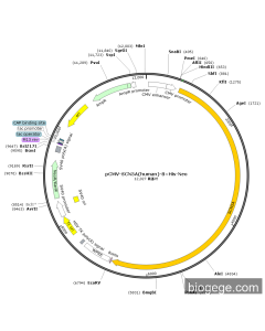 pCMV-SCN5A(human)-8×His-Neo