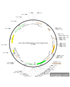 pLV3-CMV-NRAS(human)-3×FLAG-CopGFP-Puro