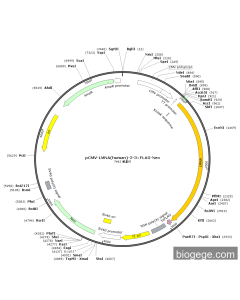 pCMV-LMNA(human)-2-3×FLAG-Neo