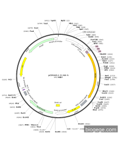 pCMV-3×HA-MIDN(human)-2-Neo