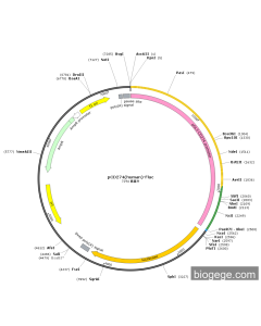 pCD274(human)-Fluc