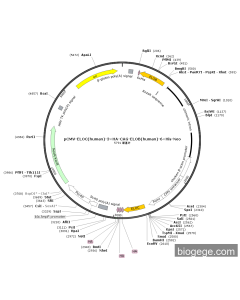 pCMV-ELOC(human)-3×HA-CAG-ELOB(human)-6×His-Neo