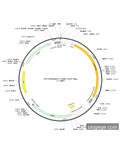 pYY1(human)-1-minP-Luc2-Hyg