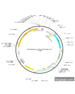 pGPX4(human)-1-Fluc-SV40-hRluc-Neo