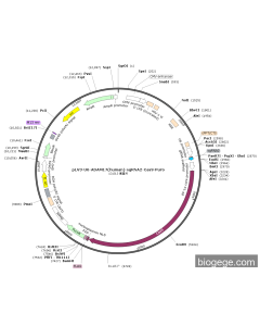 pLV3-U6-ADAM17(human)-sgRNA2-Cas9-Puro
