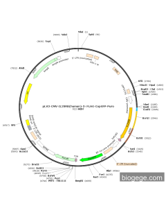 pLV3-CMV-IL20RB(human)-3×FLAG-CopGFP-Puro