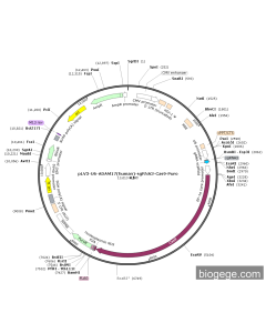 pLV3-U6-ADAM17(human)-sgRNA3-Cas9-Puro