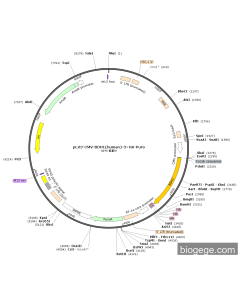 pLV3-CMV-BDH1(human)-3×HA-Puro