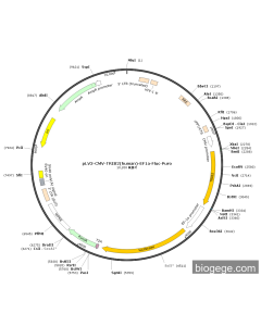 pLV3-CMV-TRIB2(human)-EF1a-Fluc-Puro