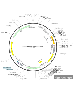 pCMV-NMB(human)-3×FLAG-Puro