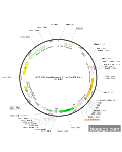 pLV3-CMV-Stub1(mouse)-3×HA-CopGFP-Puro