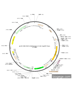 pLV3-CMV-RNF113A(human)-3×HA-CopGFP-Puro