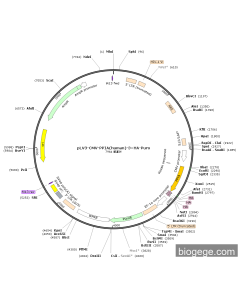 pLV3-CMV-PPIA(human)-3×HA-Puro