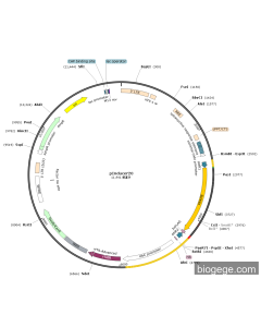 pLV2-Tet-miniCMV-PRAME(human)-3×FLAG-UbC-Neo