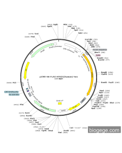 pCMV-HA-FLAG-HTR2C(human)-Neo