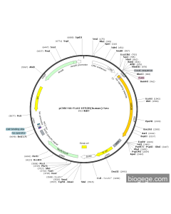pCMV-HA-FLAG-HTR2B(human)-Neo