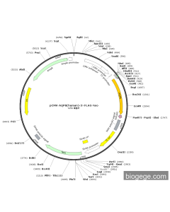 pCMV-AQP8(human)-3×FLAG-Neo