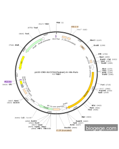 pLV3-CMV-SLC27A1(human)-6×His-Puro
