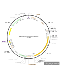 pLV3-CMV-Slc27a1(mouse)-6×His-Puro