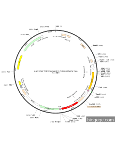 pLV3-CMV-FGF3(human)-3×FLAG-mCherry-Neo