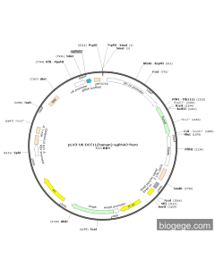 pLV3-U6-DOT1L(human)-sgRNA3-Puro
