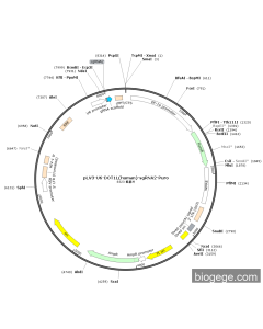 pLV3-U6-DOT1L(human)-sgRNA2-Puro