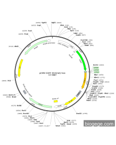 pCMV-EGFP-Il10(rat)-Neo